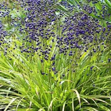 Dianella intermedia plant with blue berries.