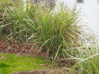 Dianella latissima plant growing beside water.