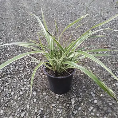 Dianella 'Margaret Pringle' plant in a pot.