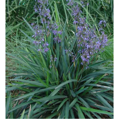 dianella-paroo-lily-