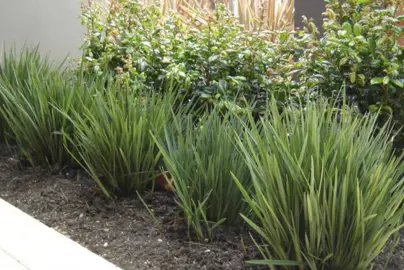 Dianella 'Baby Bliss' plants.