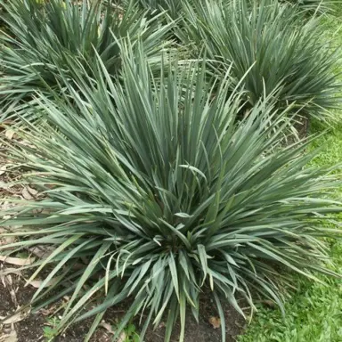 Dianella revoluta 'Blue Twist' plant.