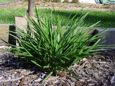 dianella-streetscape--1