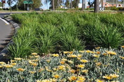 dianella-streetscape-