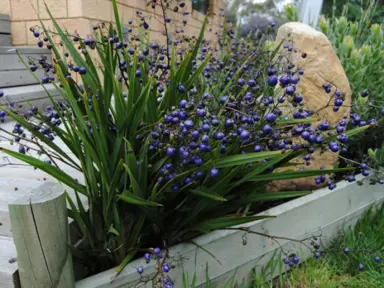 Dianella tasmanica 'Little Devil' plant with blue berries.