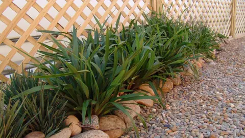 dianella-tasmanica-tasred-