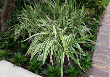 dianella-tasmanica-variegata-