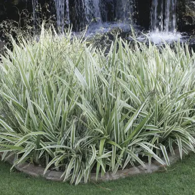 dianella-tasmanica-variegata-2