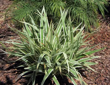 dianella-tasmanica-variegata-3