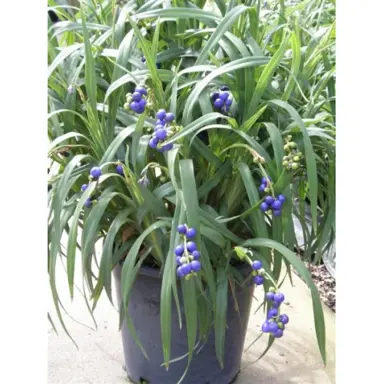 dianella-weeping-kate--1