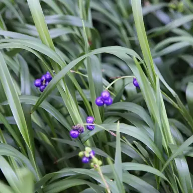 dianella-weeping-kate-