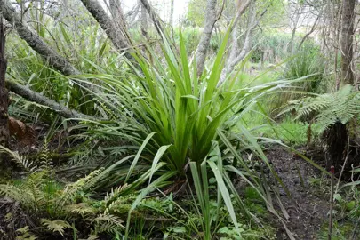 dianella-haematica-