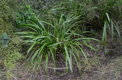 dianella-haematica-1