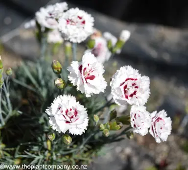 dianthus-coconut-sundae--1