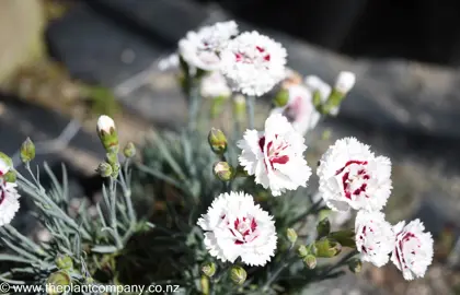 dianthus-coconut-sundae--2