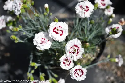 dianthus-coconut-sundae-