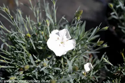 dianthus-far-north--1