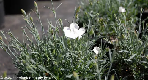 dianthus-far-north--2