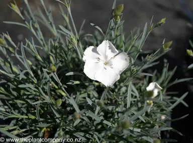 dianthus-far-north-