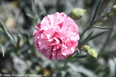 dianthus-pinball-wizard--1