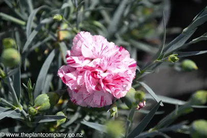 dianthus-pinball-wizard--2