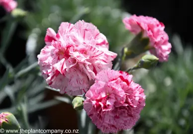 dianthus-pinball-wizard--3