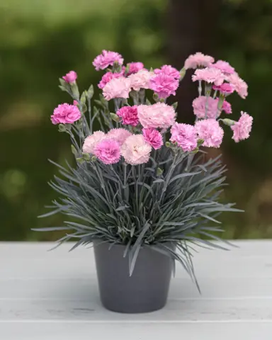 Dianthus 'Pink Eclipse' plant with pink flowers in varying shades.