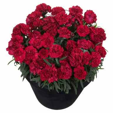 dianthus-sunflor-love-