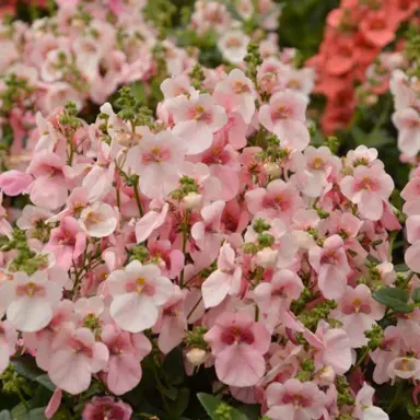 Diascia Apple Blossom pink flowers.