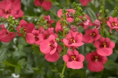 diascia-genta-ruby-