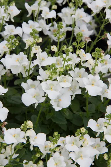 diascia-genta-white-