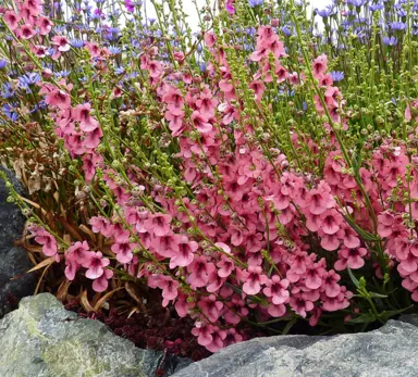 Diascia integerrima plants with masses of pink flowers.