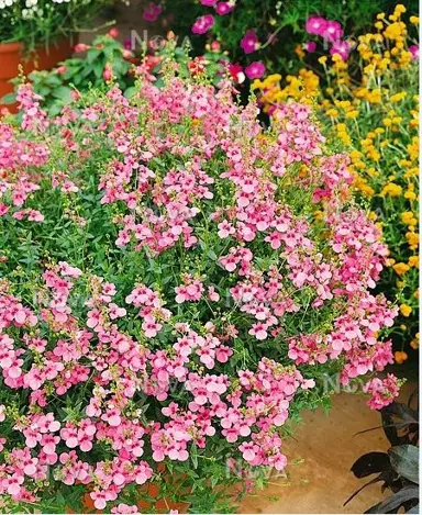 diascia-strawberry-sundae-1