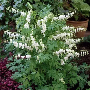 dicentra-spectabilis-alba-