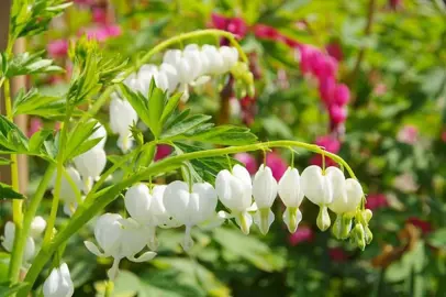 dicentra-spectabilis-alba-1