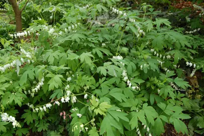 dicentra-spectabilis-alba-2