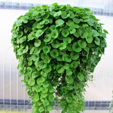 dichondra-emerald-falls-1