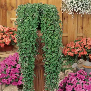 dichondra-emerald-falls-3