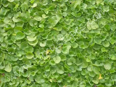 dichondra-repens-