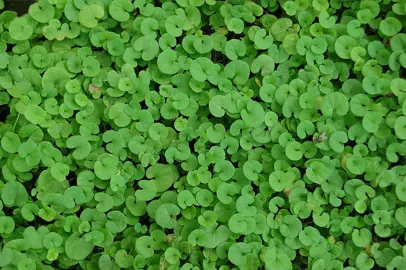 dichondra-repens-1