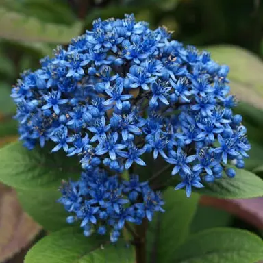 Dichroa Blue Sapphire blue flower.