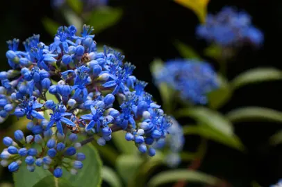 Dichroa febrifuga blue flower and green foliage.