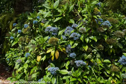 Dichroa versicolor shrub with blue flowers and lush green foliage.