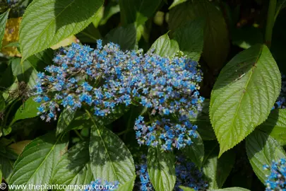 Dichroa versicolor blue flowers against green foliage.