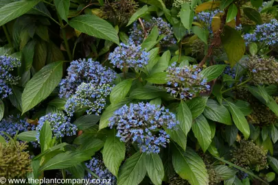 Dichroa versicolor blue flowers amidst lush green foliage.