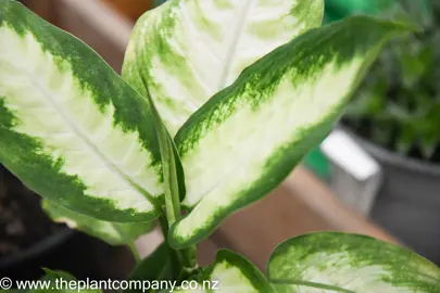 dieffenbachia-camille-