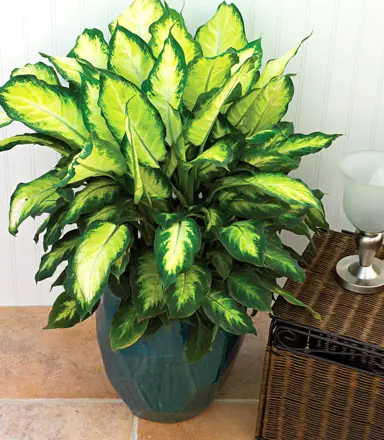 dieffenbachia-camille-2