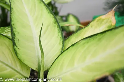 dieffenbachia-fiji-