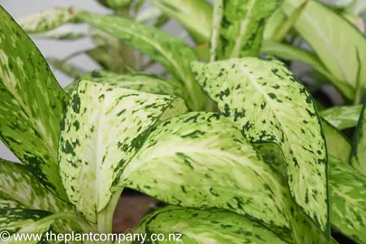 dieffenbachia-star-bright-