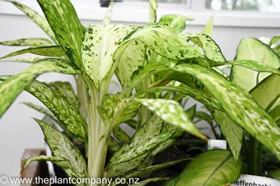 dieffenbachia-star-bright-1